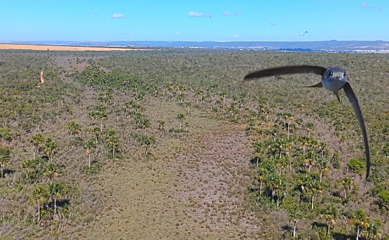Vista aérea da Grande Vereda das Águas Emendadas, na Estação Ecológica de Águas Emendadas, em Planaltina, no Distrito Federal