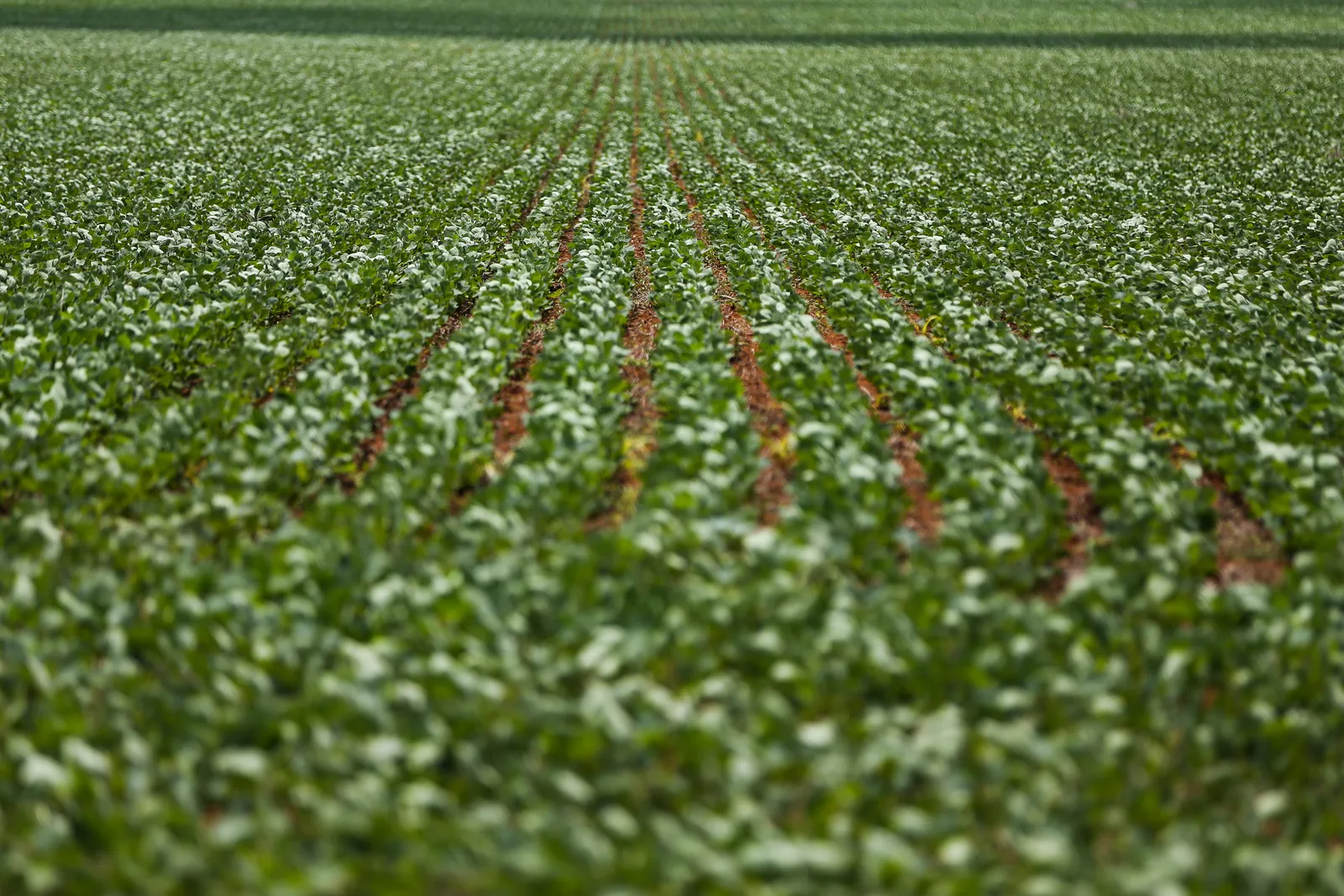 Plantação de soja em Alto Paraíso de Goiás, em Goiás