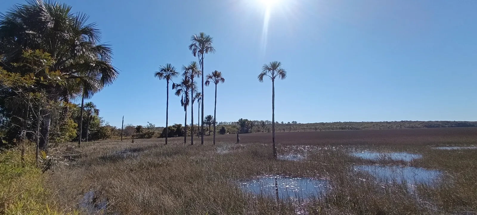 Buritizal na Lagoa Bonita, na Estação Ecológica de Águas Emendadas, em Planaltina, no Distrito Federal