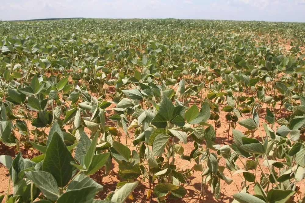 Lavoura de soja afetada pela seca